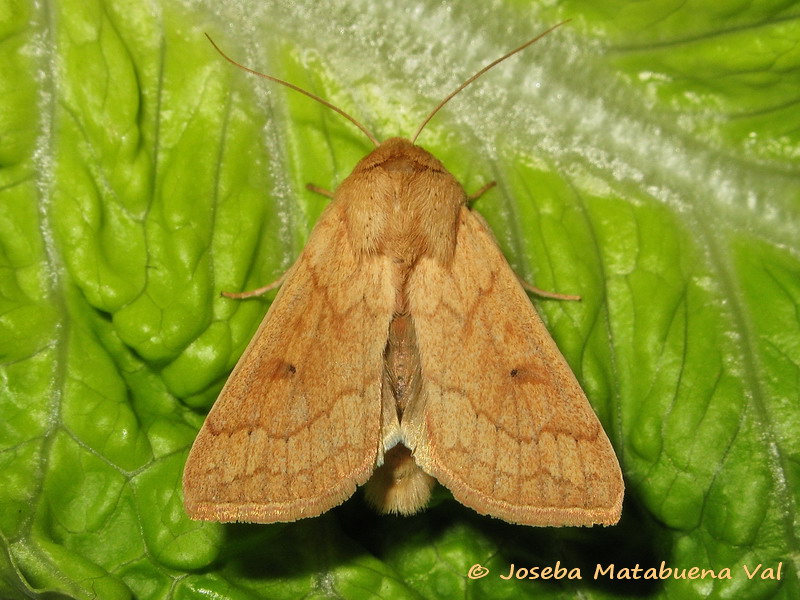 Mythimna vitellina - Noctuidae